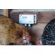 Recibe alertas de texto cuando tus pollos necesiten agua.