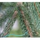 LS-40 leaf temperature sensor type ΔLA-C on Norway spruce