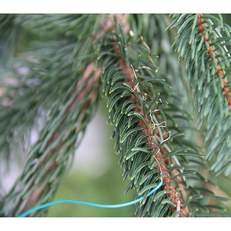 LS-40 leaf temperature sensor type ΔLA-C on Norway spruce