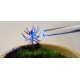 MICRO-PAM Lightguide pointed to a conifer seedling