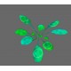 Threedimensional RGB color image of Arabidopsis thaliana