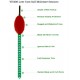 VH400 Economic Soil Moisture Sensor