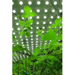 LED Fyto-Panels