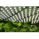 LED Fyto-Panels