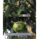 DF Dendrómetro para Frutas y Vegetales