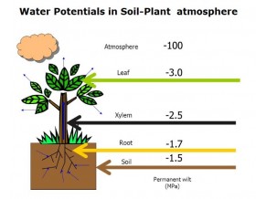 Soil Water Potential