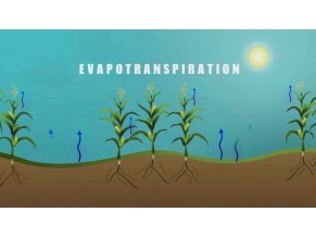 Evapotranspiration